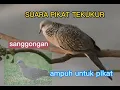 Download Lagu SUARA PIKAT TEKUKUR 100% AMPUH UNTUK SANGGONGAN JUGA...