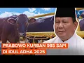Download Lagu Prabowo Kurban 985 Ekor Sapi Pada Idul Adha 2025