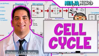 Cell Biology Cell Cycle Interphase Mitosis  Cell Biology Cell Cycle Interphase Mitosis