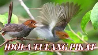 Download Suara Burung Prenjak Kepala Merah Pikat Gacor MP3