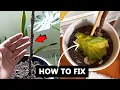 Fiddle leaf fig losing bottom leaves