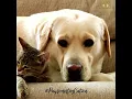 Pet Friendly Hotels