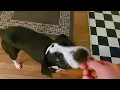 Psycho Lady Makes Dog Woo
