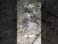 Download Lagu 1 To 30 Days Grow Baby Pigeon #pigeon #trending #birds #grow