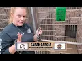Pasadena Animal Shelter Volunteers - Dog Walking