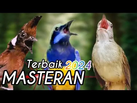 Download MP3 🔴GURU VOCAL TERBAIK 2024 cucak cungkok, cililin, kapas tembak full video durasi panjang