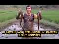 Download Lagu BONGKAR SARANG BELUT DI TENGAH RAWA YANG KEKERINGAN#ngukuybelut#bocilngotektak