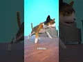 Download Lagu Don't Declaw Your Cat 😰