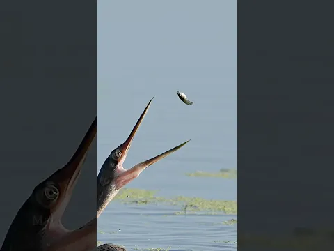 Snakebird Juggles Fish - The One That Almost Got Away