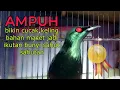 Download Lagu pancingan agar CUCAK KELING bahan cepat bunyi gacor