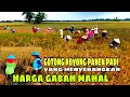 Download Lagu PANEN PADI YANG MENYENANGKAN HARGA GABAH MAHAL