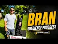 German Shepherd Obedience Training in Public - Bran Around Dogs Strangers