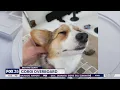 Corgi reunited with owners after falling overboard into Indian River