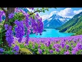 Beautiful Flowers with Relaxing Music for Stress Relief Calming music for inner peace Sleep music