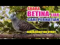 Download Lagu Perkutut BETINA memanggil jantan dari alam bebas berani PUTAR nyaut