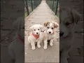 Download Lagu cute puppy video #puppy #cute #cutedog #dog #funny #animals #shorts