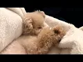 Download Lagu 何歳になっても寝顔ってかわいい