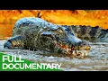 Wildlife Episode 2 Crocodiles Alligators Caimans Gharials Free Documentary Nature