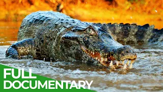 Wildlife Episode 2 Crocodiles Alligators Caimans Gharials Free Documentary Nature