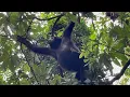 Gorilla in the tree