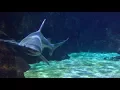 Virginia Aquarium Marine Science Center Promo