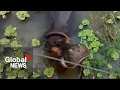 Colombia to cull cocaine hippos linked to Escobar