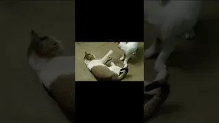 Https Www Instagram Com Reel DN5F67VEZIV Igsh CTl5dTh5Ym5pNWlq 