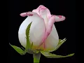 GIF rosas lindas mensagem amor