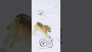 احمد سعد أنا قادر واديني لسه بتفرج مسلسل جعفر العمدة 