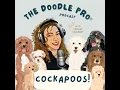 Cockapoo 101 Temperament Training Grooming Cavapoo Comparison