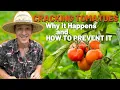 Never get Cracked or Splitting Tomatoes Again Two Easy Methods to Prevent It