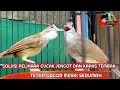 Download Lagu solusi pelihara cucak jengot dan kapas tembak tetap gacor meski serumah
