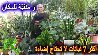 أكثر سبع نباتات منزلية لا تحتاج للشمس و منقية للجو دندنها