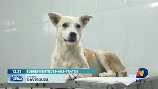 Cão resgatado de maus-tratos ganha novo lar em Itajaí