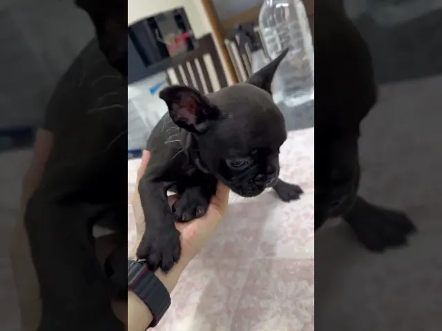 動画