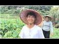 Download Lagu 750KG Panen Timun dalam Sehari di Ladang Mertua Chinaku