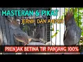 Download Lagu PRENJAK BETINA GACOR TIR PANJANG JERNIH