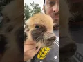 Download Lagu Adorable Piglet Making Cute Noises 🐷 | Cutest Baby Pig Sounds Ever!