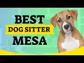 Dog Sitter in Mesa AZ