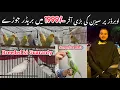 Lagu New Fanciers k lia breed ki guaranty wle pairs || Exotic bird pr bhe offer. 