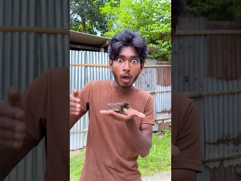 ডিম থেকে বাচ্চা | 😲🐣 | #minivlog #vlog