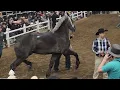 180k RECORD PRICE FOR DRAFT HORSE AT PUBLIC AUCTION J W Blasting Boomer