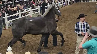 180k RECORD PRICE FOR DRAFT HORSE AT PUBLIC AUCTION J W Blasting Boomer