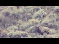 New Mexico GMU Unit 2C Hunting Information