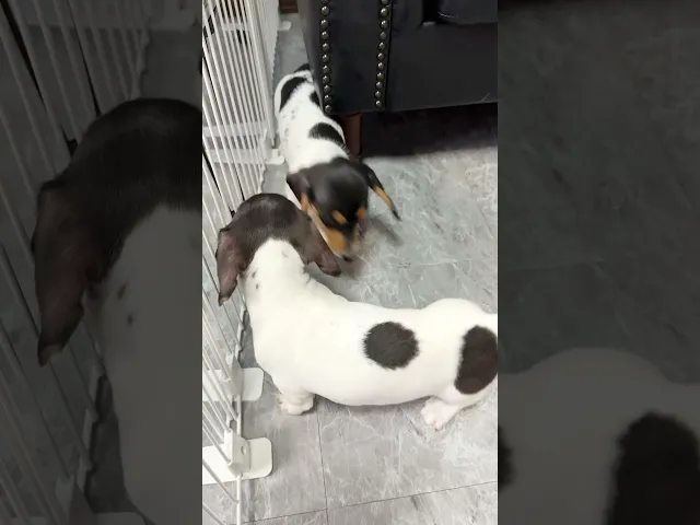動画