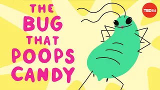 Download The bug that poops candy - George Zaidan MP3