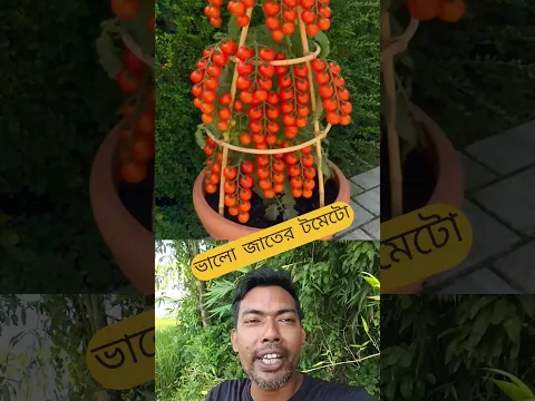 ভালো জাতের টমোটো🍎