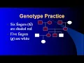 Genotypes on Pedigrees Notes Explanation