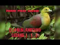 Download Lagu Suara pikat Burung Walik Siulan, Walik GokGok, punai gunung besar..