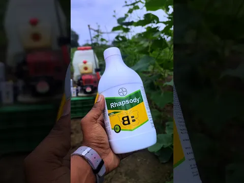 Rhapsody Fungicide कैसे करें स्प्रे? | Bacillus subtilis Dose, Price & Precautions 🚜